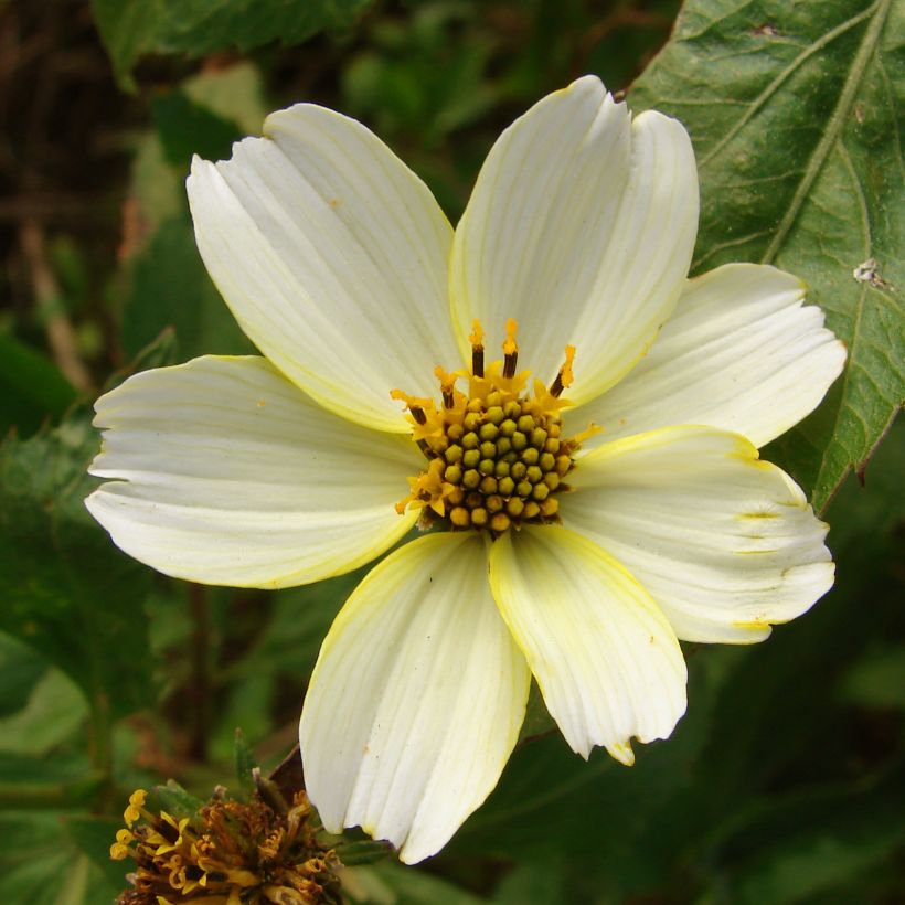 Bidens heterophylla Bidens aurea (Floración)