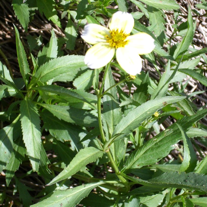 Bidens heterophylla Bidens aurea (Porte)