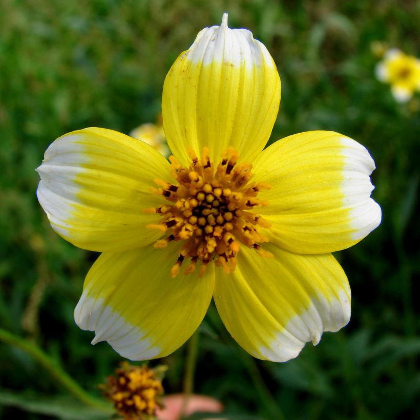 Bidens heterophylla Halney's Lemon Drop (Floración)