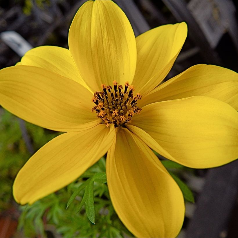 Bidens ferulifolia (Floración)