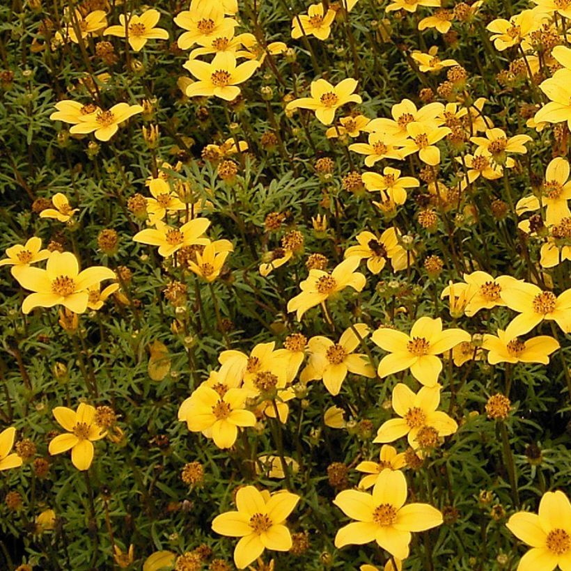 Bidens ferulifolia (Porte)