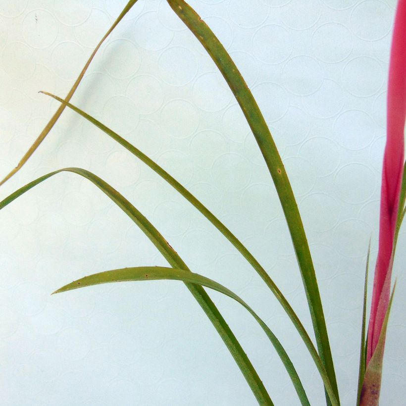 Billbergia nutans (Follaje)