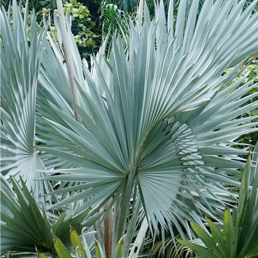 Palmera de Bismarck - Bismarkia nobilis (Follaje)