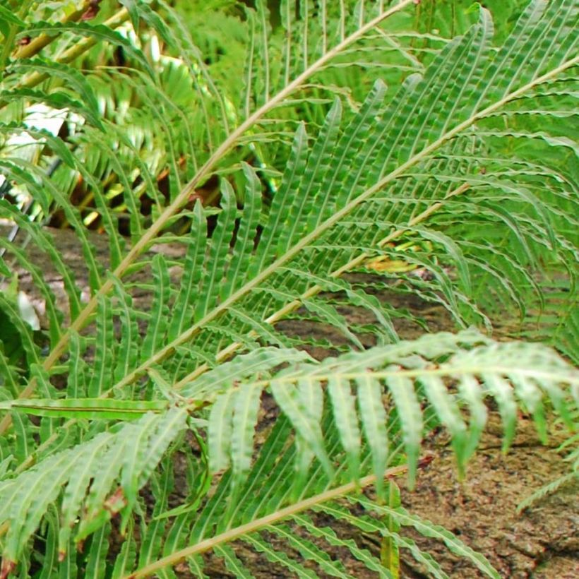 Blechnum brasiliense Volcano (Follaje)