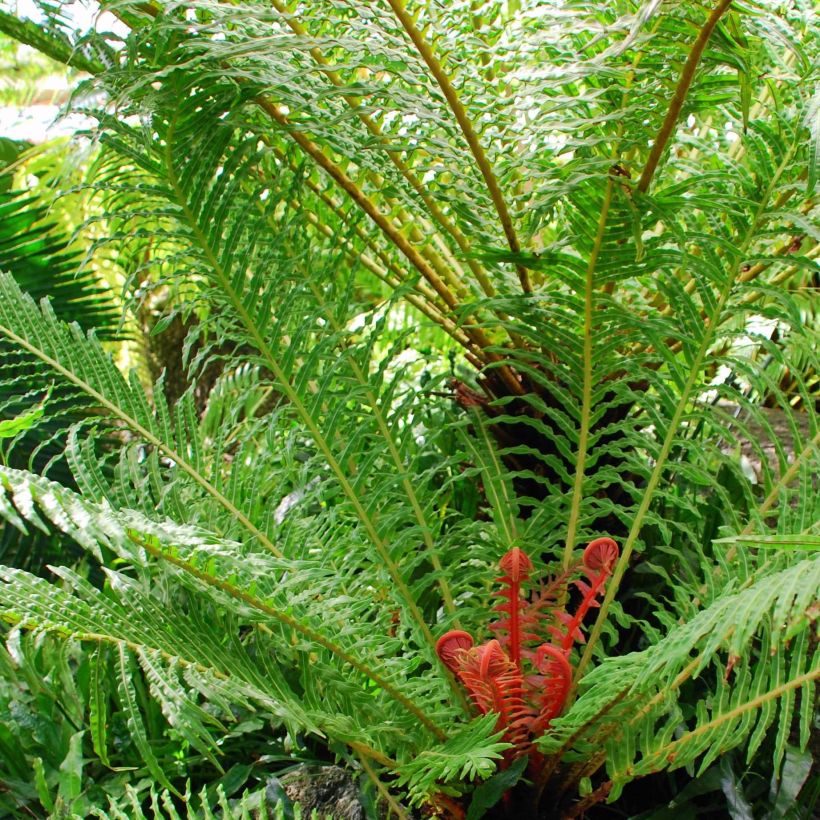 Blechnum brasiliense Volcano (Porte)