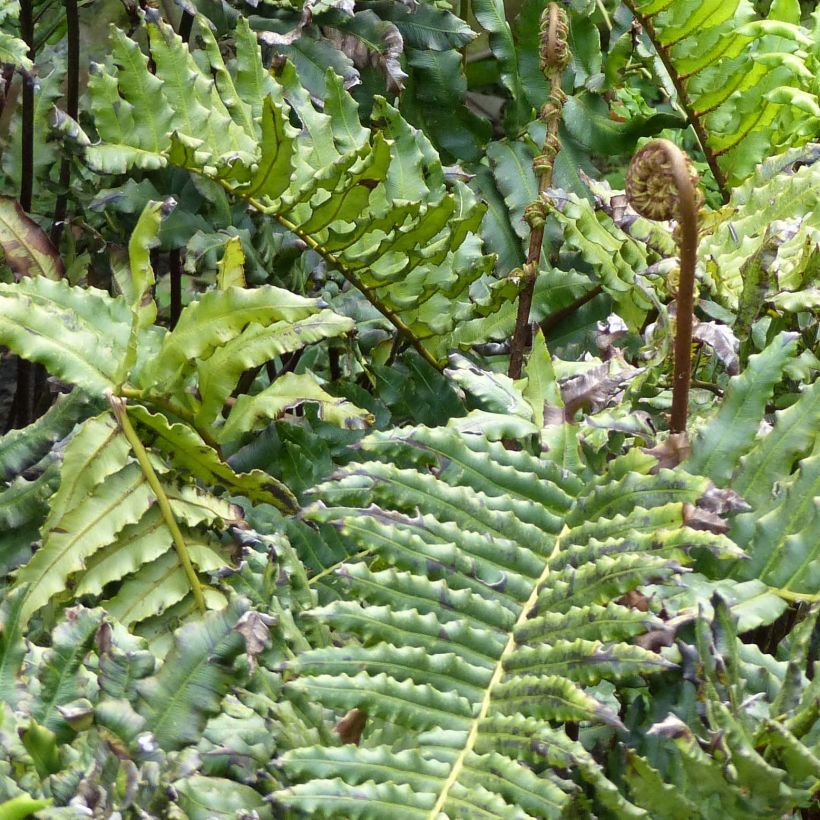 Blechnum chilense - Helecho costilla de vaca (Follaje)