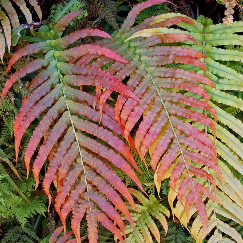 Blechnum novae-zelandiae - Helecho (Follaje)