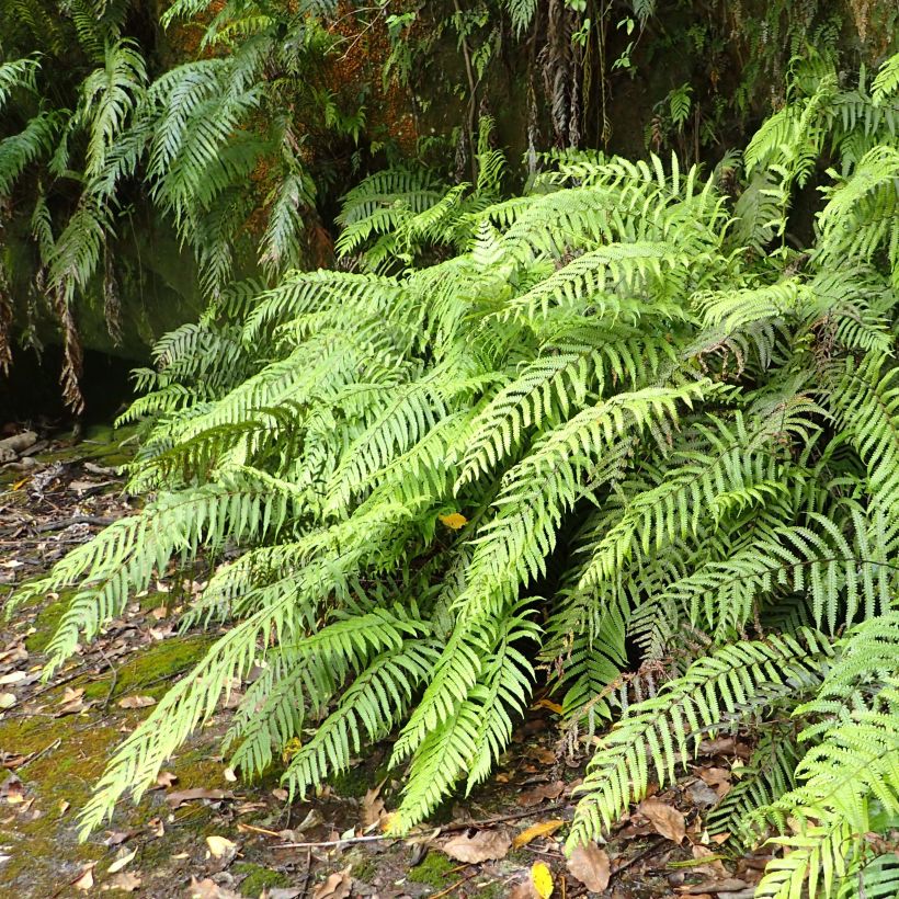 Blechnum novae-zelandiae - Helecho (Porte)