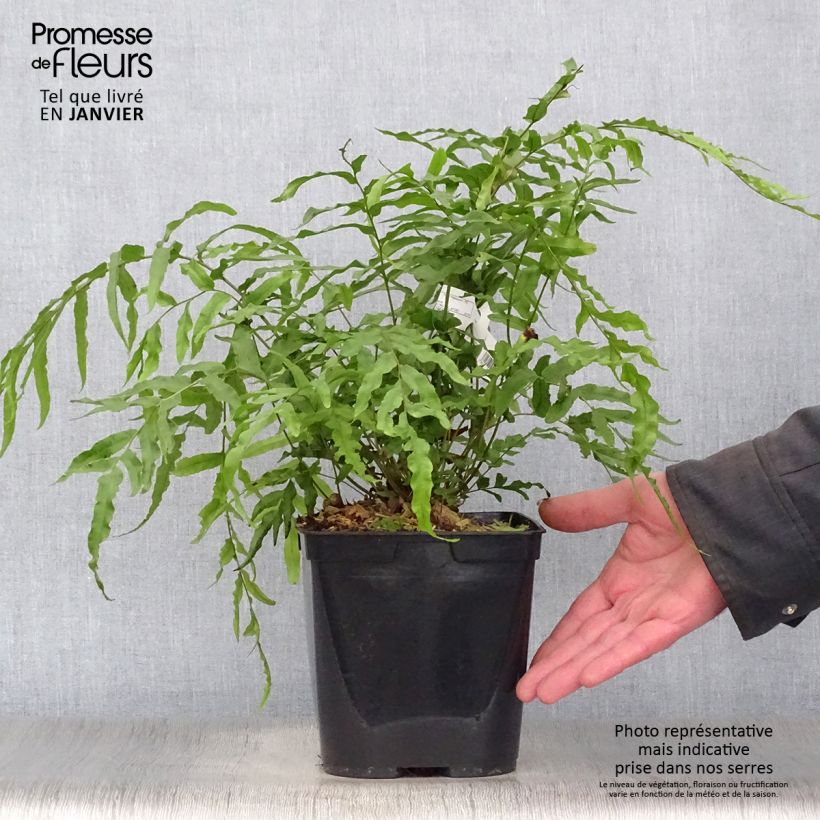 Blechnum novae-zelandiae Pot de 3L/4L Ejemplar entregado en invierno