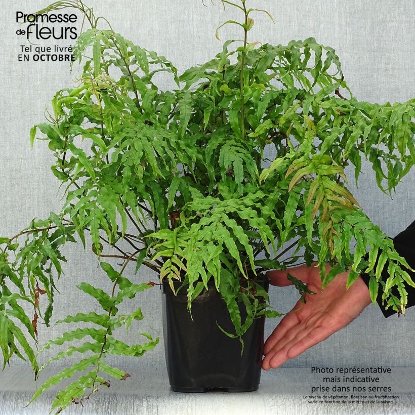 Ejemplar de Blechnum novae-zelandiae Pot de 3L/4L entregado en otoño