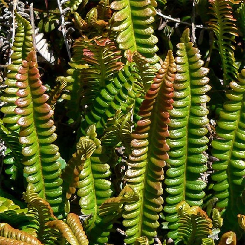 Blechnum penna-marina - Helecho (Follaje)