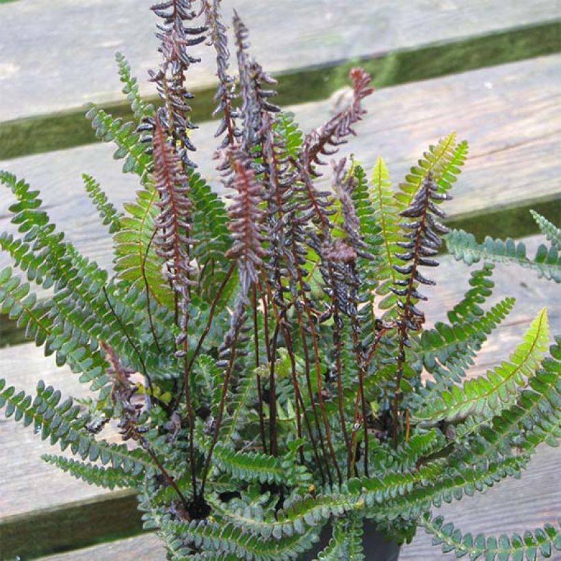 Blechnum penna-marina - Helecho (Porte)