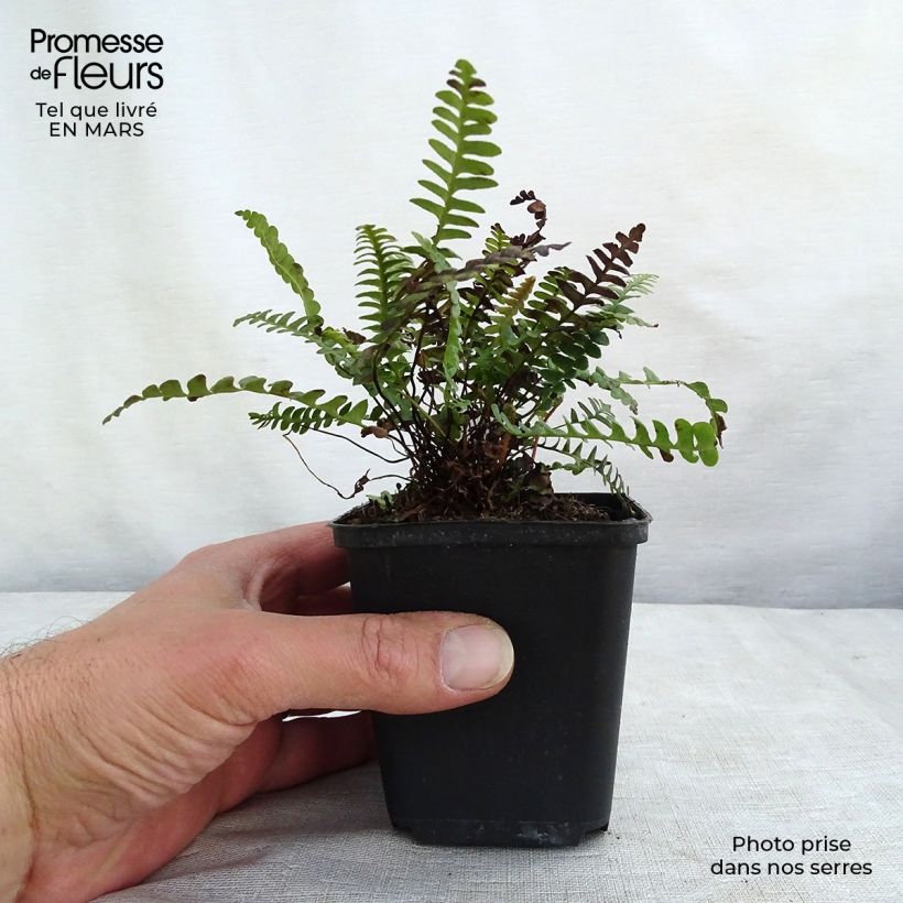 Blechnum penna-marina - Fougère Godet de 9cm Ejemplar entregado en invierno