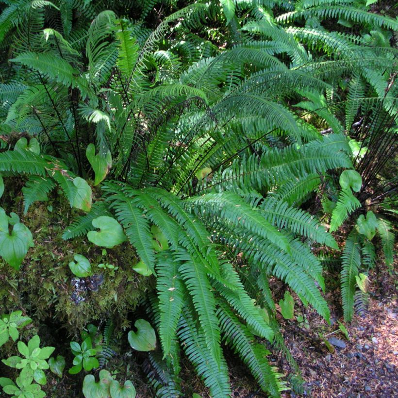 Blechnum spicant - Helecho (Porte)