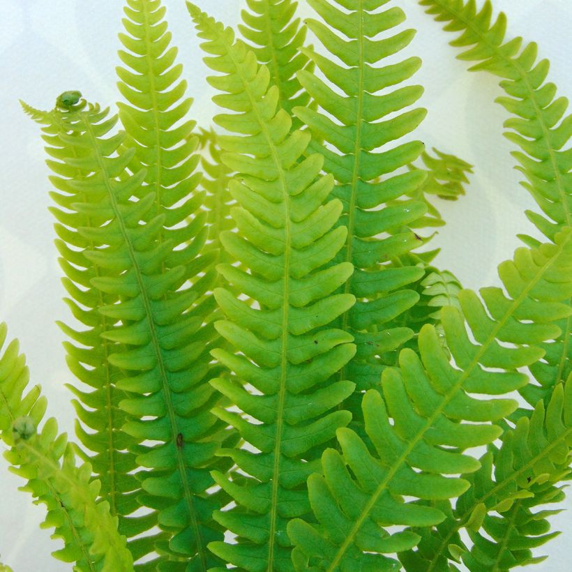 Blechnum spicant - Helecho (Follaje)