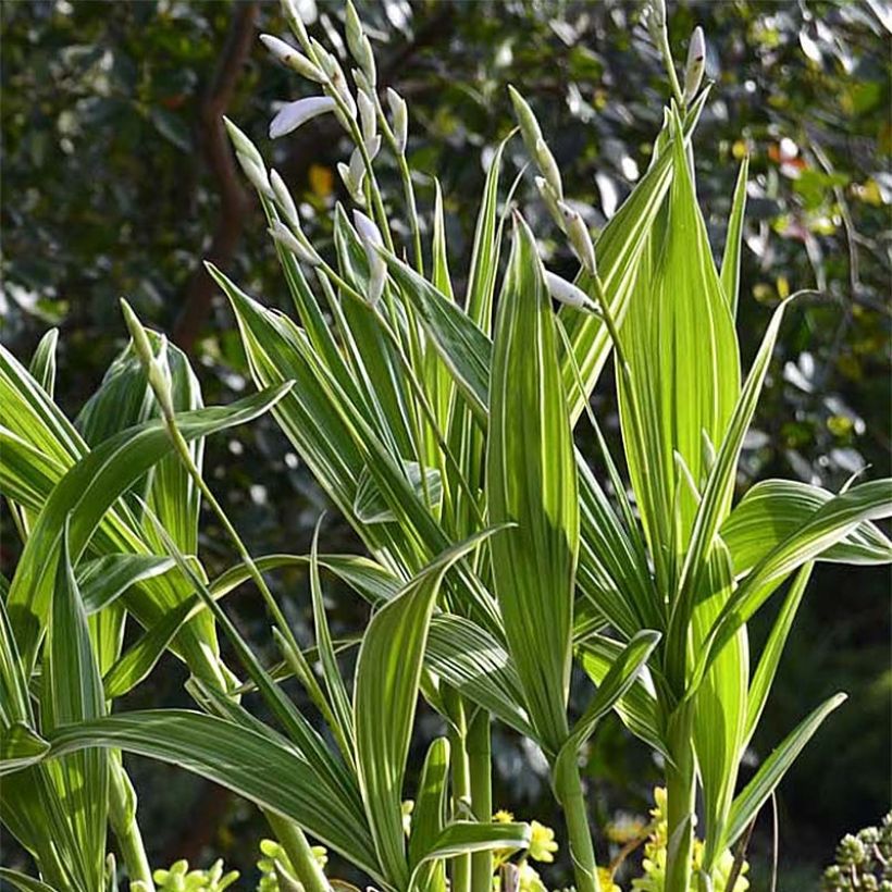 Bletilla striata Alba Variegata (Follaje)