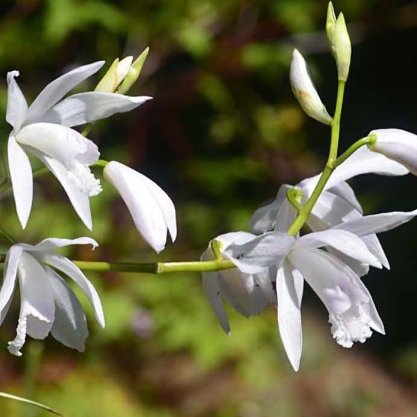 Bletilla striata Alba Variegata (Floración)