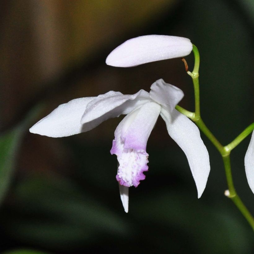 Bletilla striata Kuchi-beni (Floración)