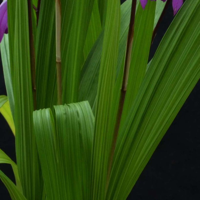 Bletilla striata Marcel Clapdrop (Follaje)