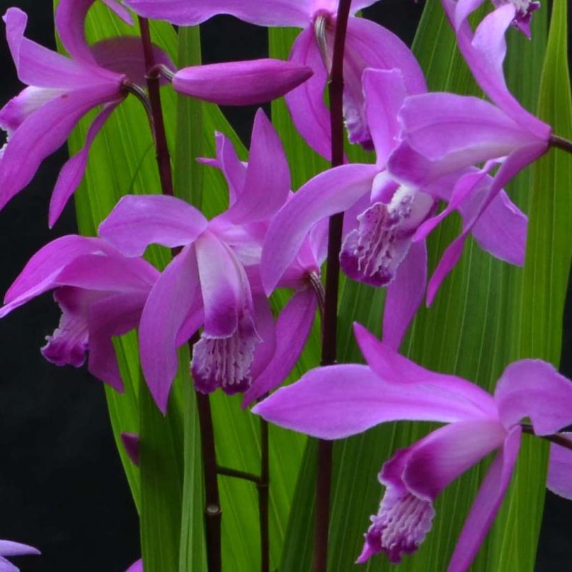 Bletilla striata Marcel Clapdrop (Floración)