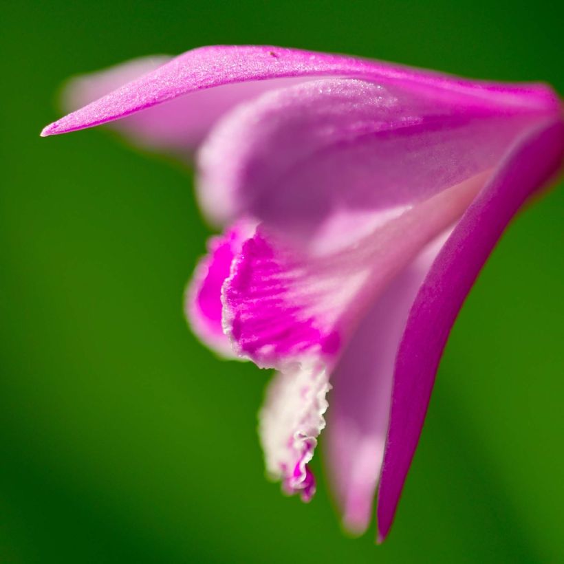 Bletilla striata Shi-ran (Floración)