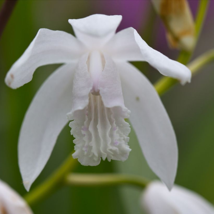 Bletilla striata f. gebina (Floración)