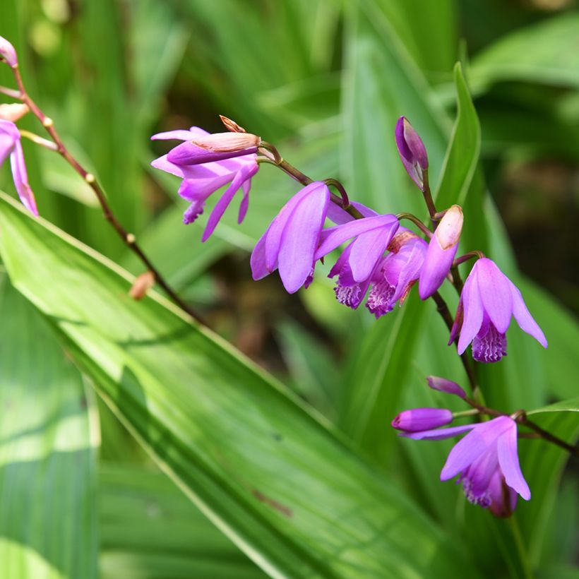 Bletilla variegated - Orchidée jacinthe panachée (Floración)