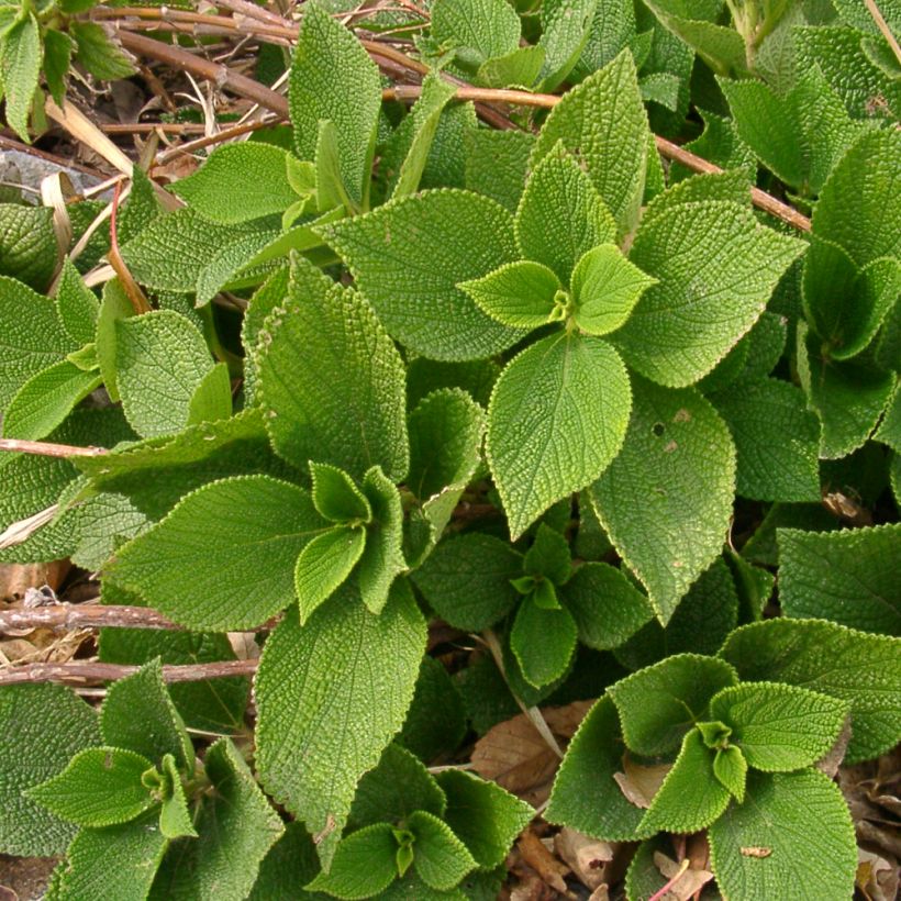 Boehmeria biloba - Ramio (Porte)