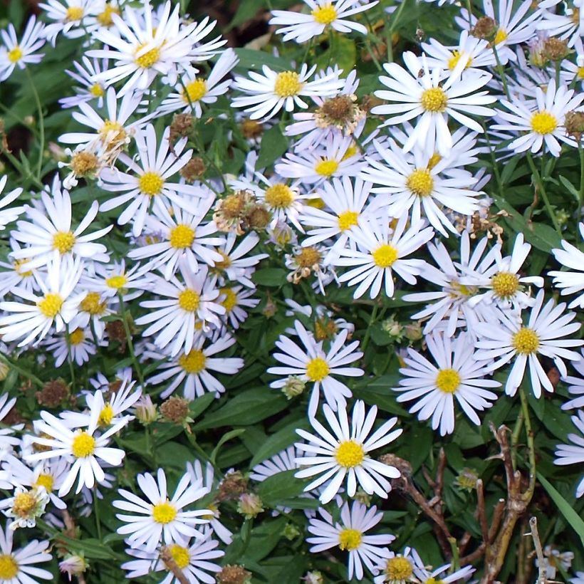 Boltonia asteroides Latisquama (Follaje)