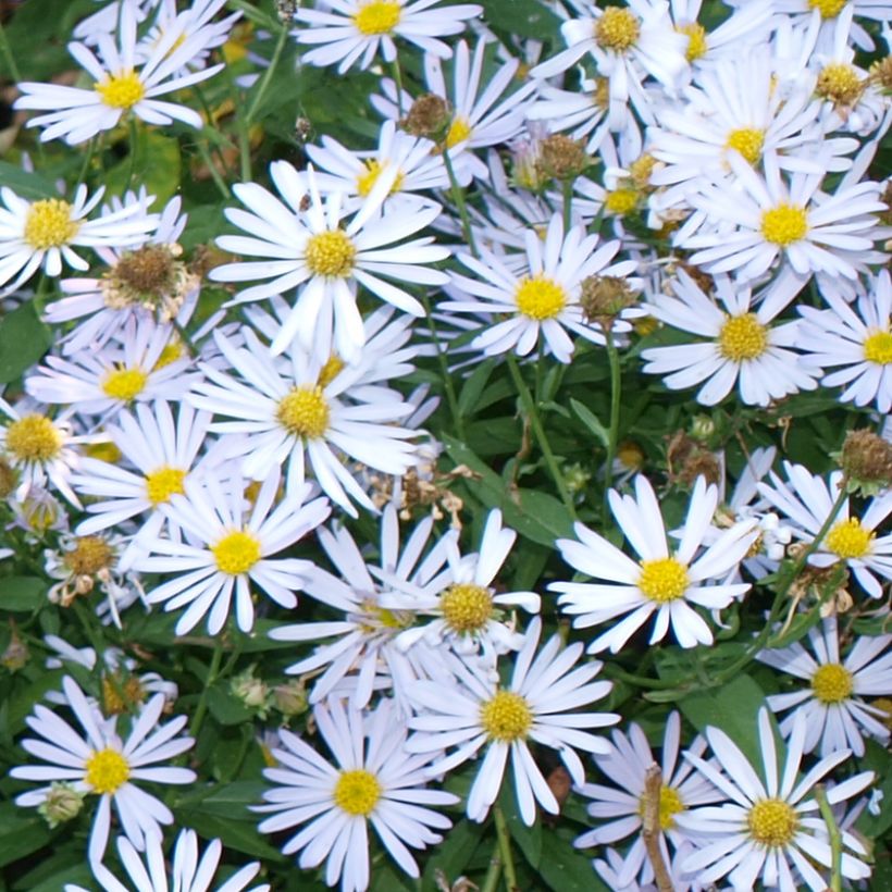 Boltonia asteroides Snowbank (Floración)