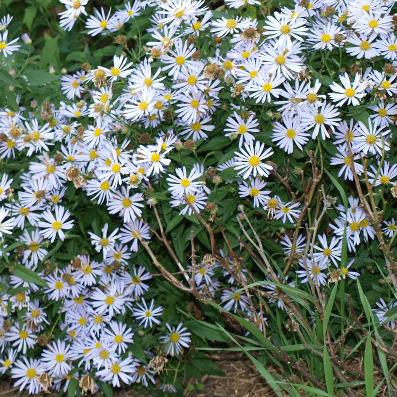 Boltonia asteroides Snowbank (Porte)