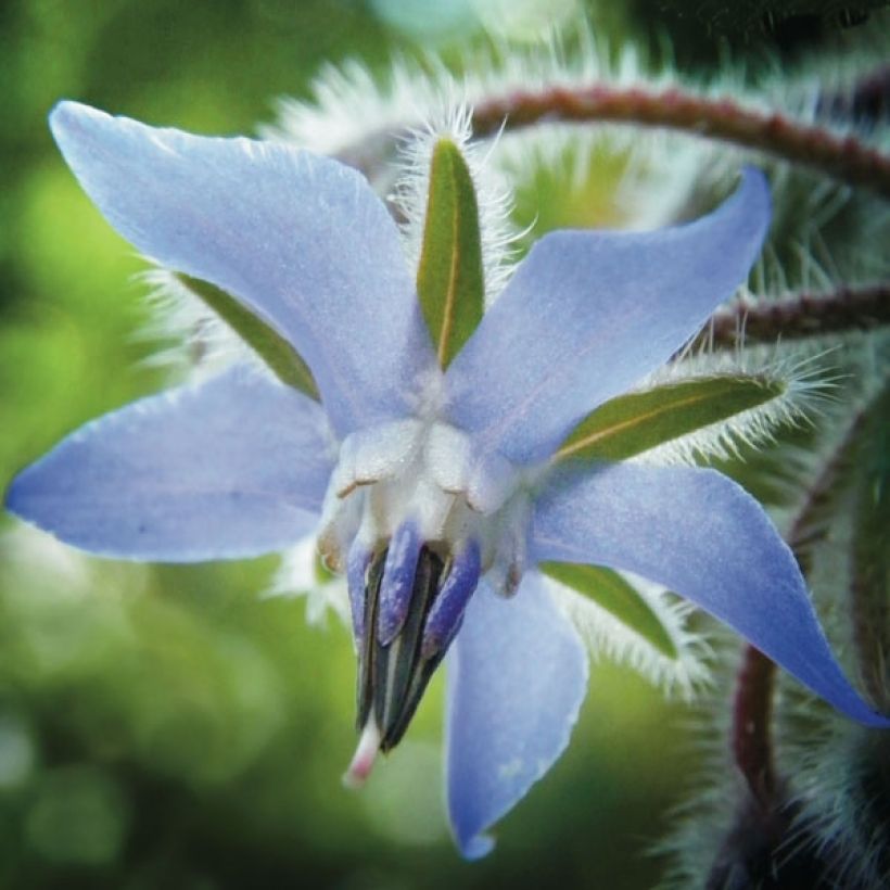 Borraja (semilla) - Borago officinalis (Floración)