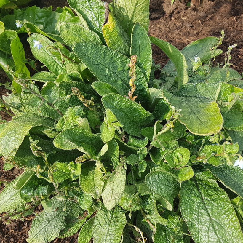 Borraja - Borago pygmaea (Porte)