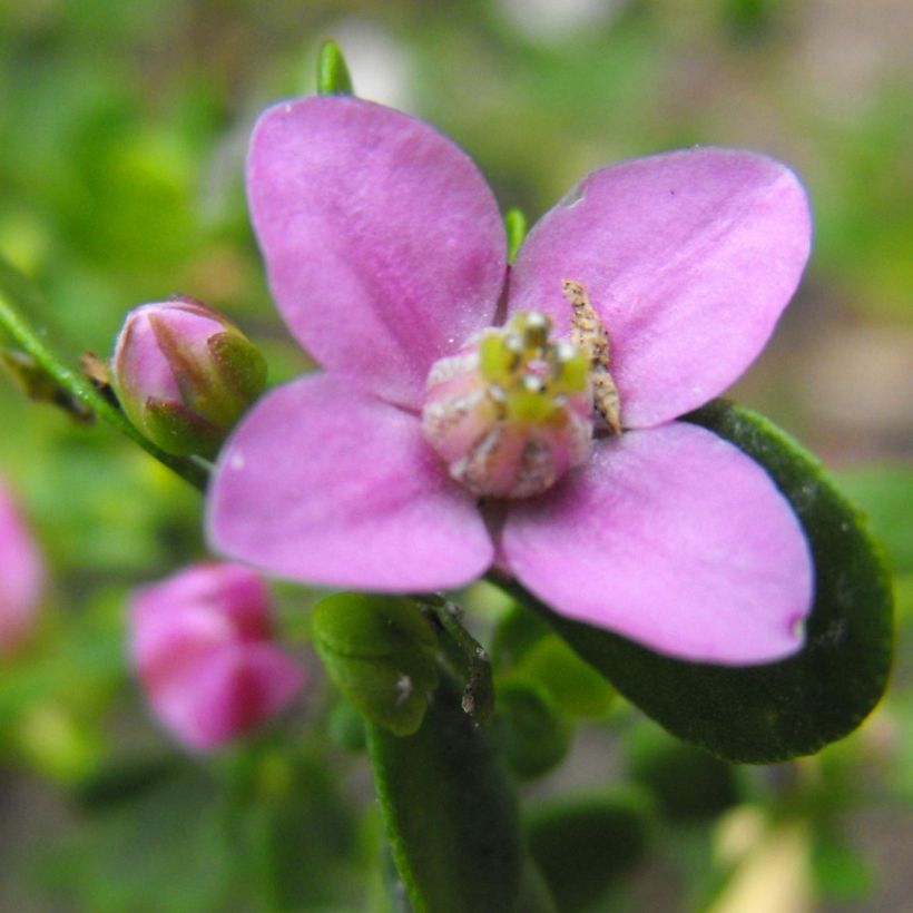 Boronia crenulata Shark Bay (Floración)