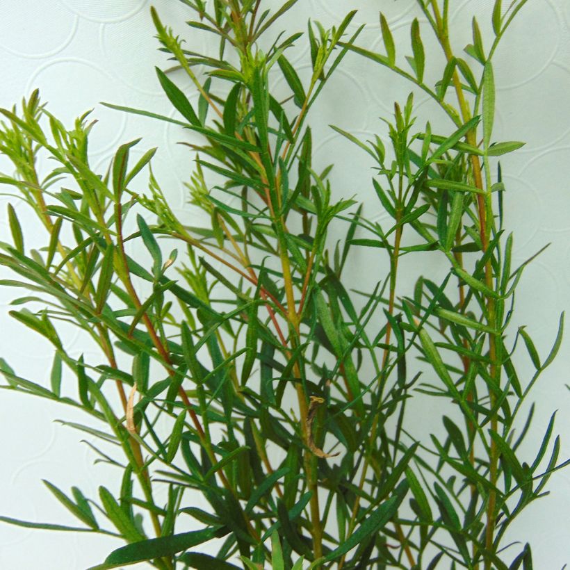 Boronia heterophylla (Follaje)