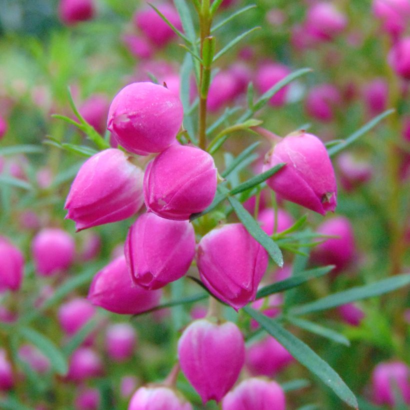 Boronia heterophylla (Floración)