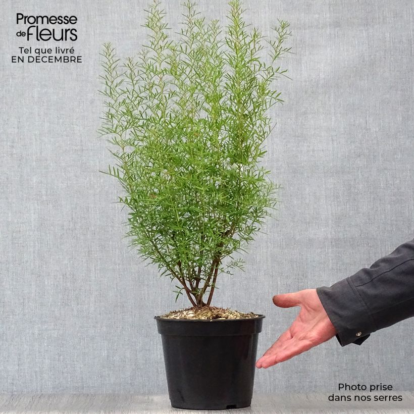 Boronia heterophylla - Boronie à feuillage varié. Pot de 3L/4L Ejemplar entregado en invierno