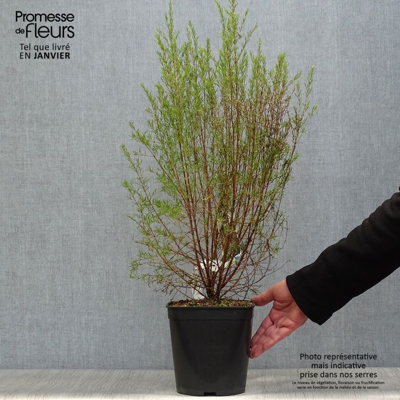 Boronia (x) heterophylla Carousel Pot de 4L Ejemplar entregado en invierno