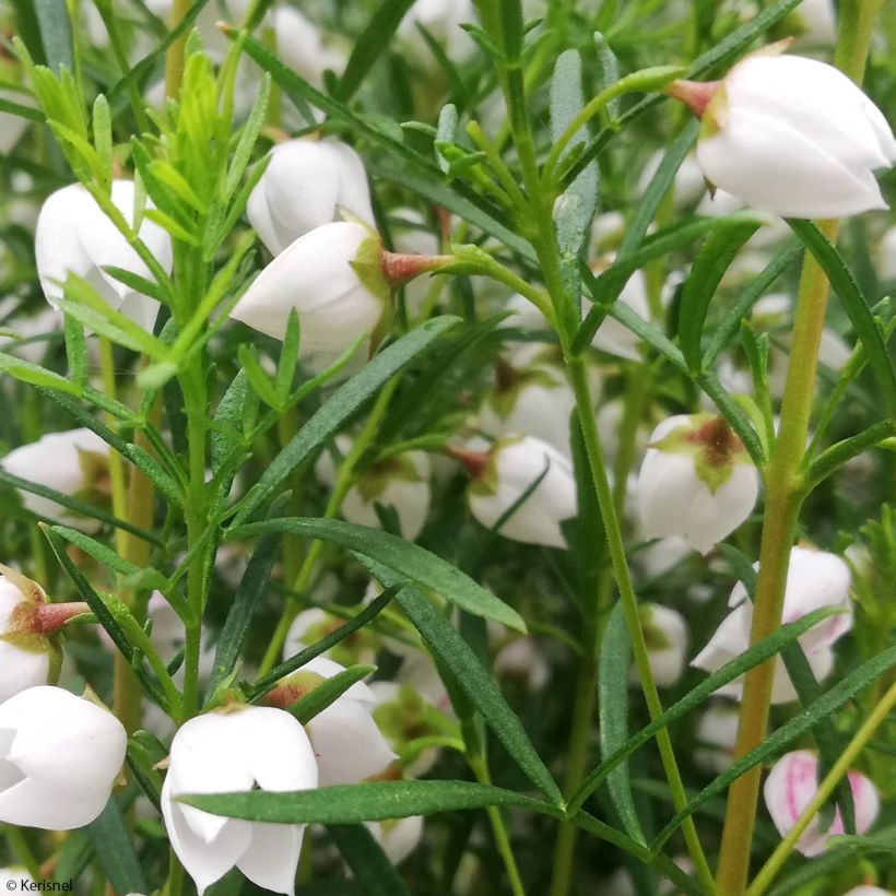 Boronia heterophylla Ice Charlotte (Follaje)