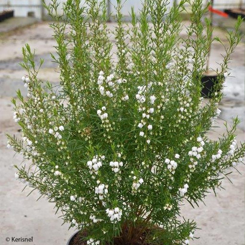 Boronia heterophylla Ice Charlotte (Porte)