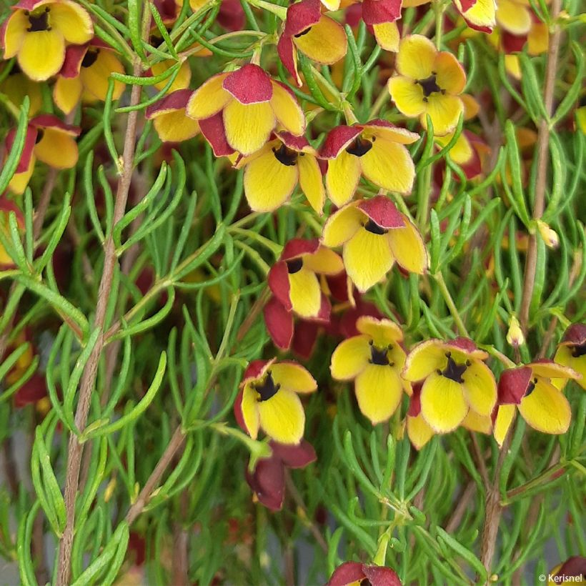 Boronia megastigma Tui (Follaje)