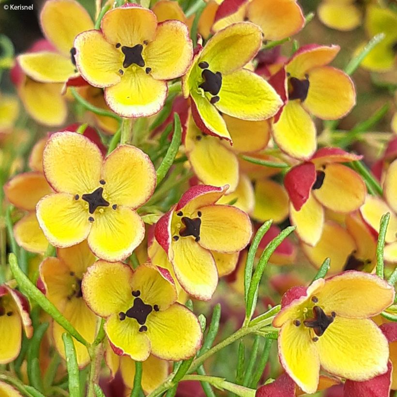 Boronia megastigma Tui (Floración)