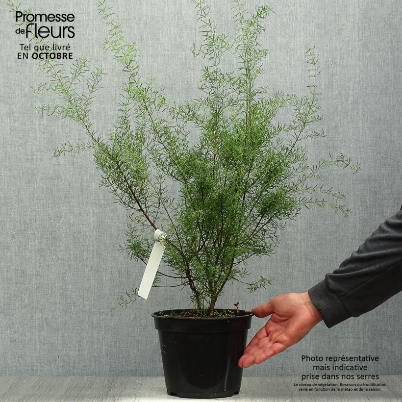 Ejemplar de Boronia megastigma Tui - Boronie brune Pot de 4L/5L entregado en otoño