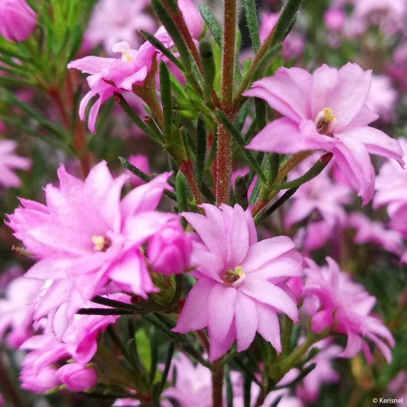 Boronia pilosa Rose Blossom (Floración)