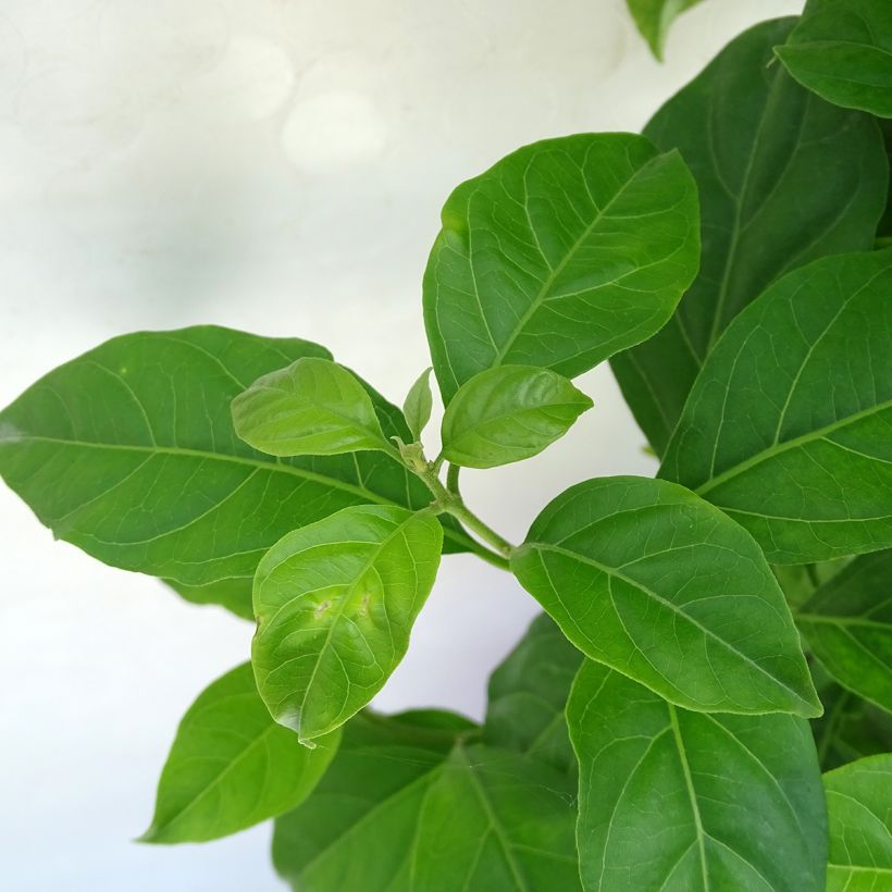 Buganvilla blanca - Bougainvillea spectabilis (Follaje)