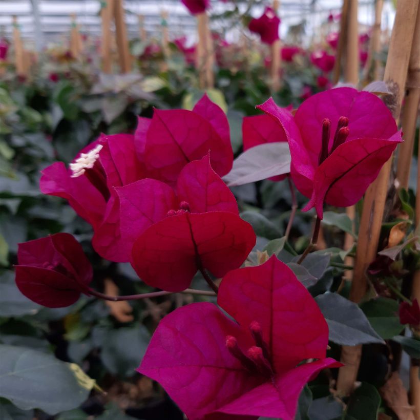 Buganvilla malva - Bougainvillea spectabilis (Floración)