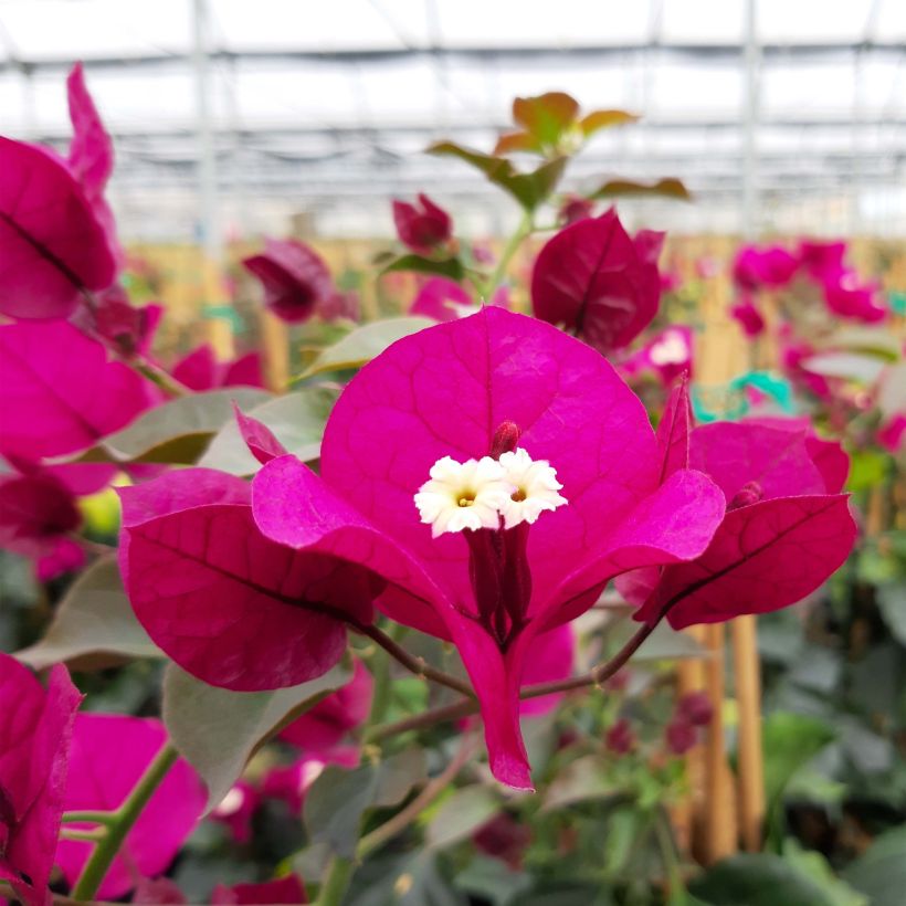 Buganvilla rojo oscuro - Bougainvillea spectabilis (Floración)