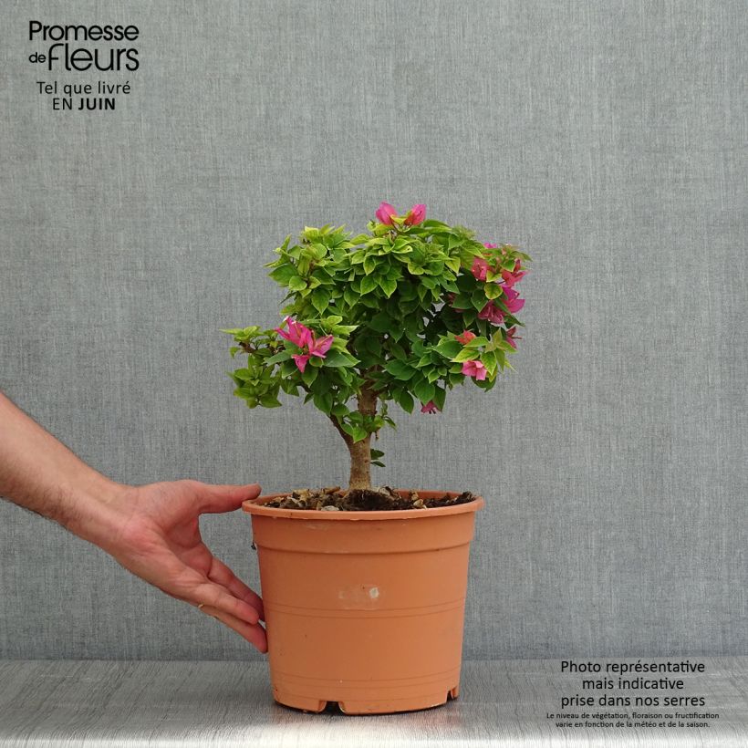 Bougainvillier Mini Thaï - en pot de 4L/5L Ejemplar entregado en la primavera