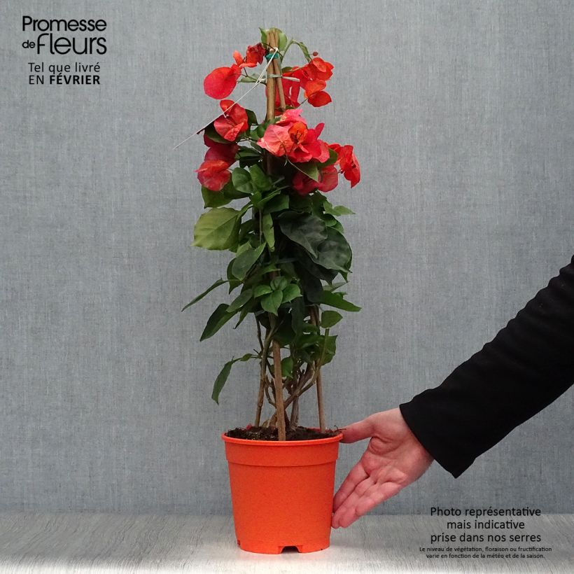 Bougainvillier spectabilis Orange Pot de 2L/3L Ejemplar entregado en invierno