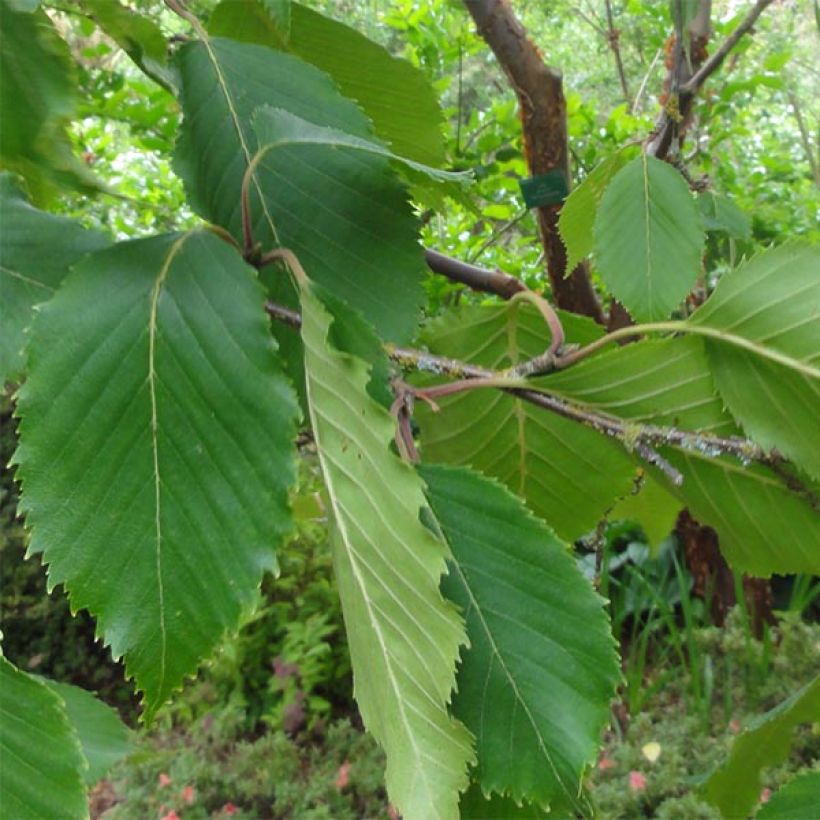 Abedul del Himalaya  jacquemontii Doorenbos (Follaje)